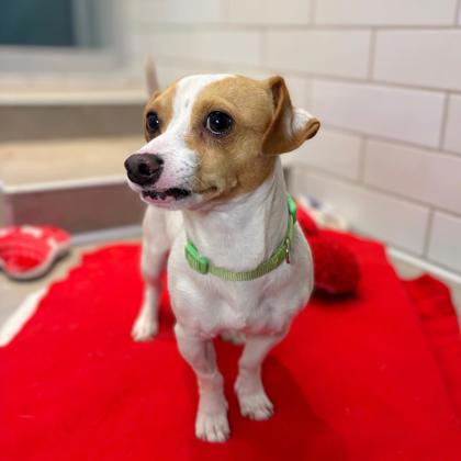 MINEY MOE - Short Coat Chihuahua / Mix available for adoption