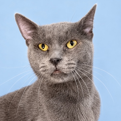 FLINT - Domestic Shorthair / Mix available for adoption