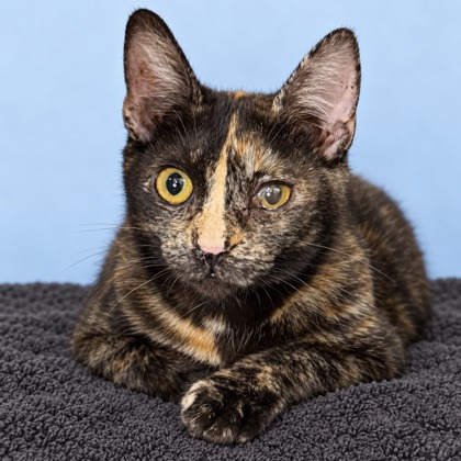 BASIL - Domestic Shorthair / Mix available for adoption