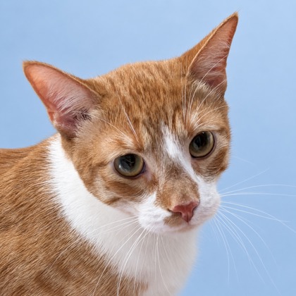 CROSBY - Domestic Shorthair / Mix available for adoption