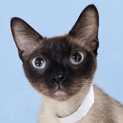 EFFIES - Siamese / Mix available for adoption