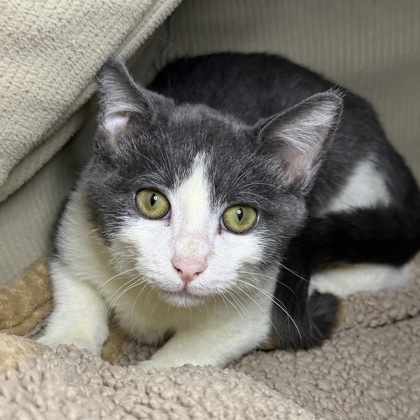 COCONUT - Domestic Shorthair / Mix available for adoption