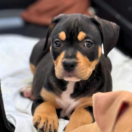 AVOCADO - Pit Bull Terrier / Mix available for adoption