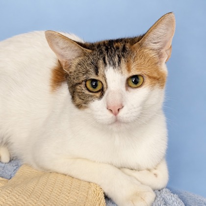 JEWEL - Domestic Shorthair / Mix available for adoption