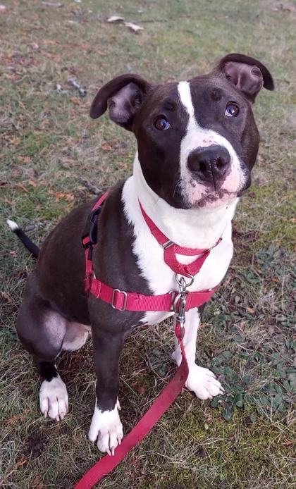 Find A Wonderful Dog For Adoption Today In Midcoast Maine