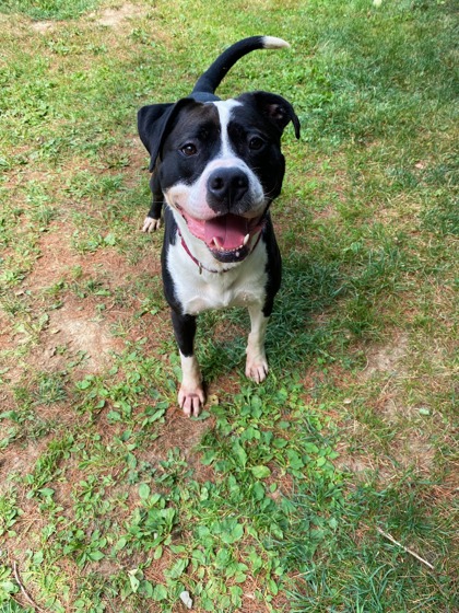 Find a Wonderful Dog for Adoption Today in Midcoast Maine