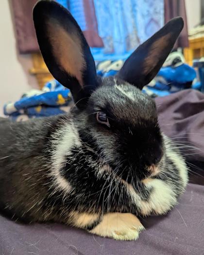 Mini Rex Rabbits For Adoption