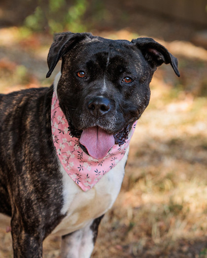 Senior Dogs in Louisville Fetch Grant - Kyhumane