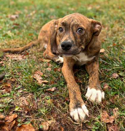 Dog for adoption - GUS, a Foxhound in Louisville, KY