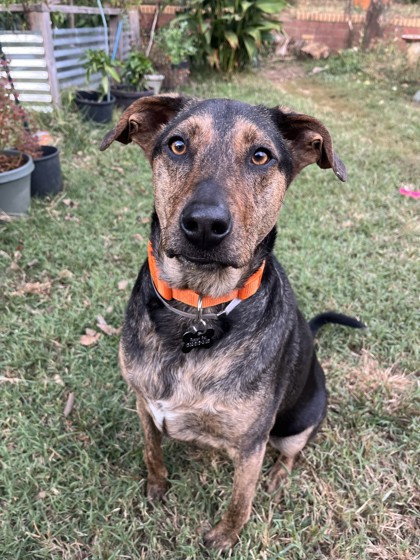 Dog for adoption - GUS, a Foxhound in Louisville, KY