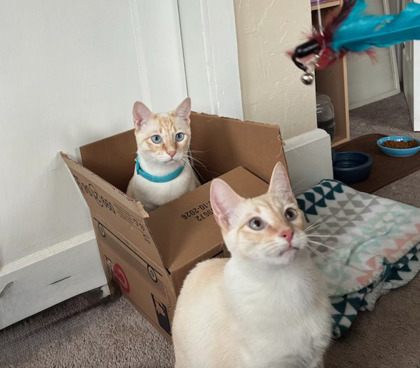 Simba photo 2