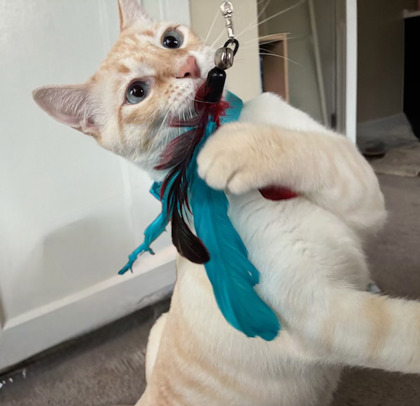 Simba photo 3