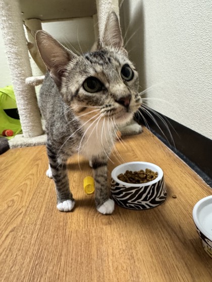 Detail Page | Oklahoma Humane Society