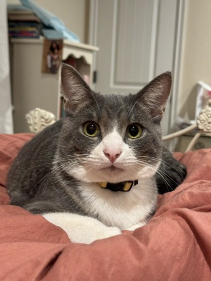 Oliver (aka Ollie) photo