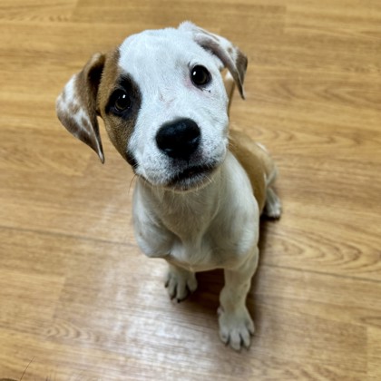 Detail Page | Oklahoma Humane Society