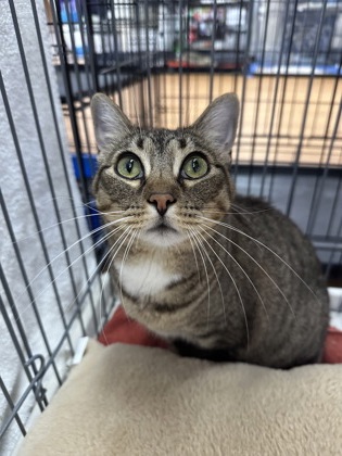 Callie photo