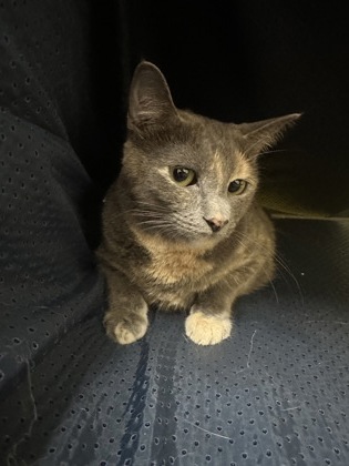Miss Pickles photo
