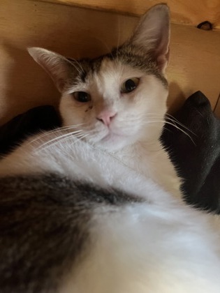 Lily photo 2