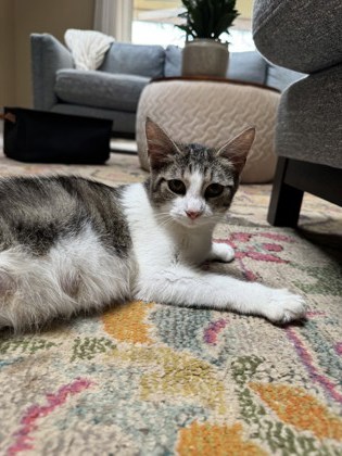 Mama Meowl photo