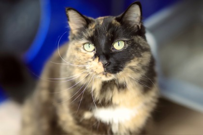 Bonita