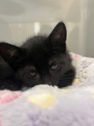Skillet, a Domestic Shorthair Mix