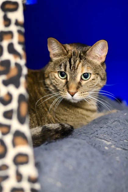 Jazz, a Domestic Shorthair Mix