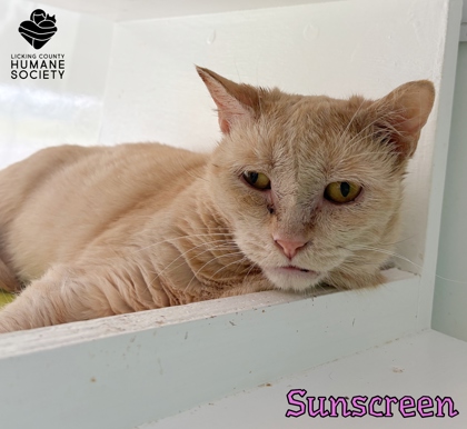 Available Cats For Adoption | Licking County Humane Society
