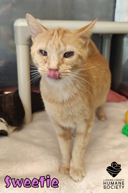Available Cats For Adoption | Licking County Humane Society