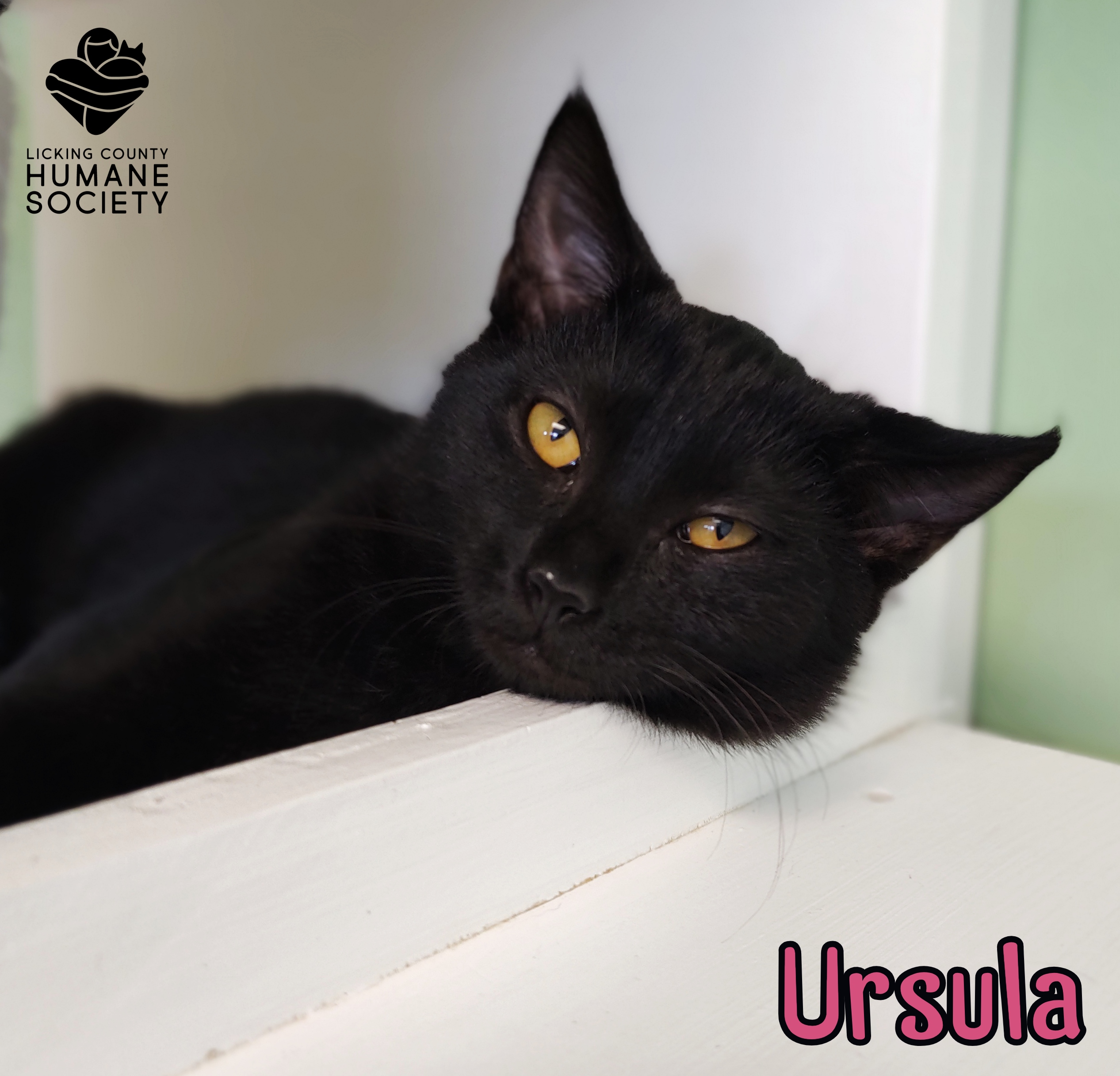 Ursula