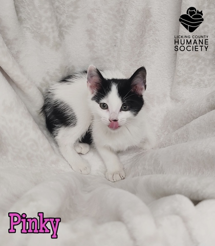 Pinky