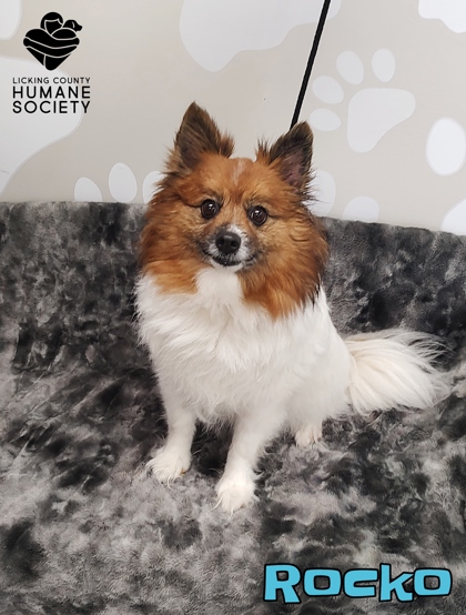 Available Dogs For Adoption | Licking County Humane Society | Heath, OH