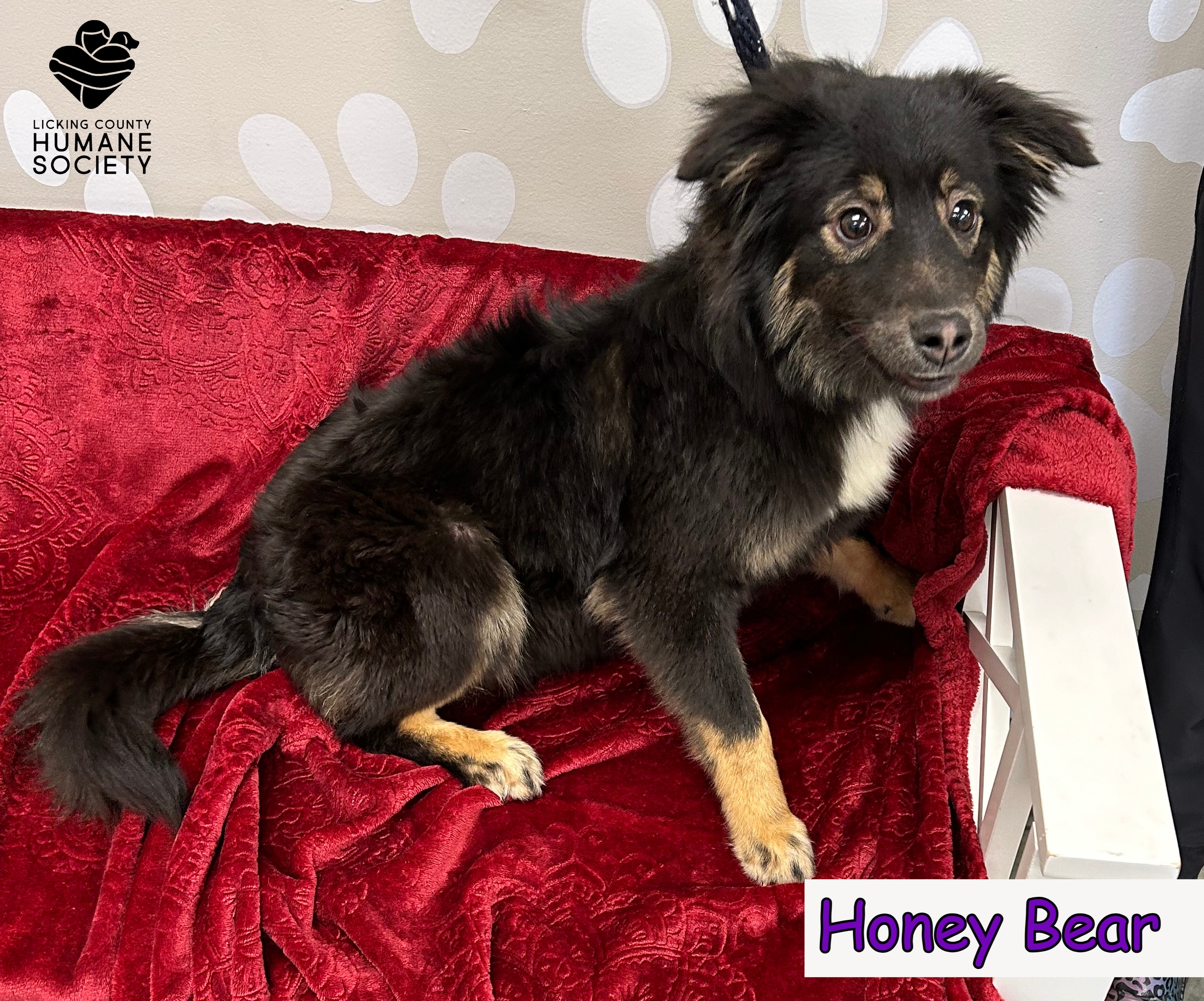 Honey Bear