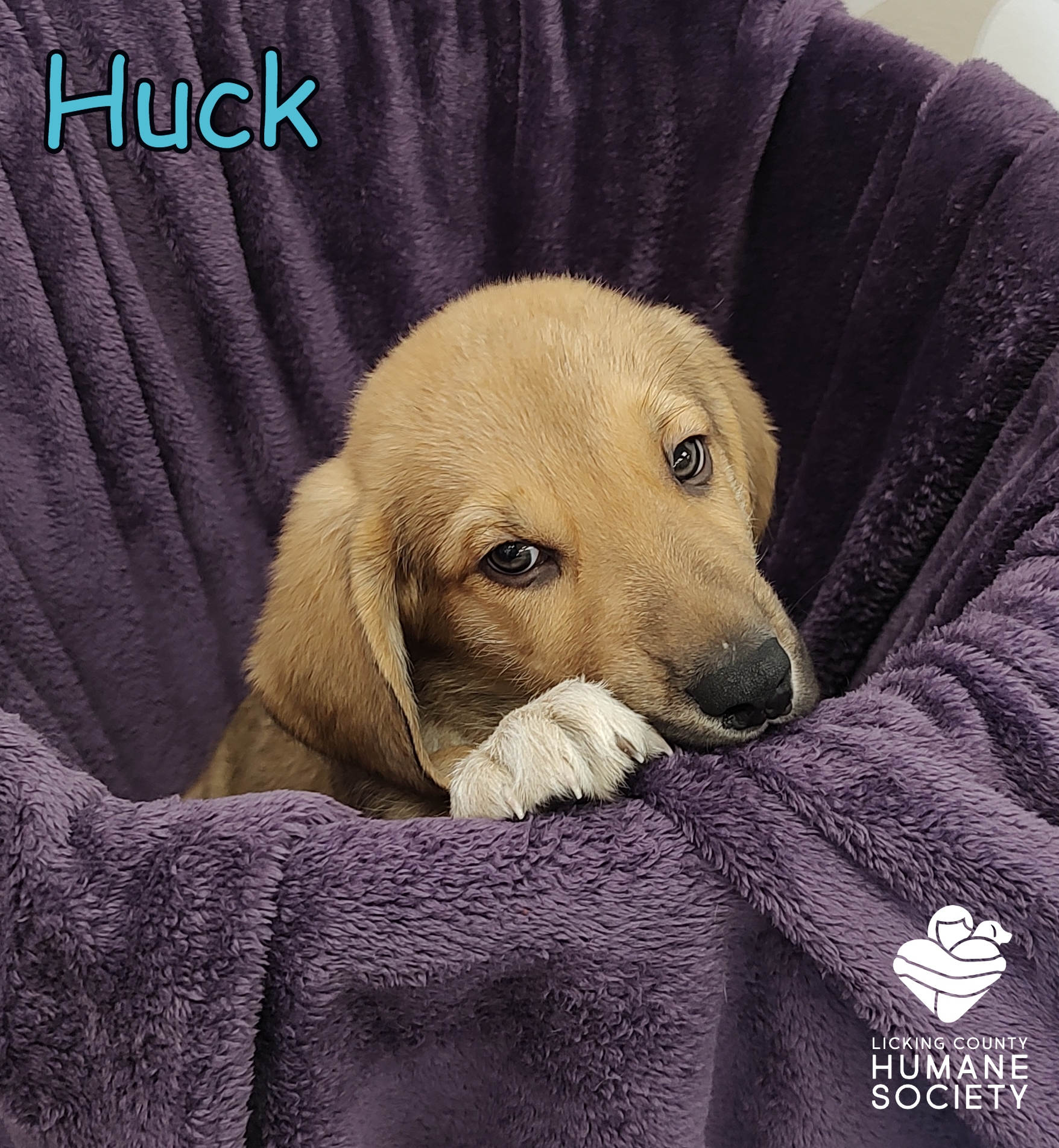 Huck