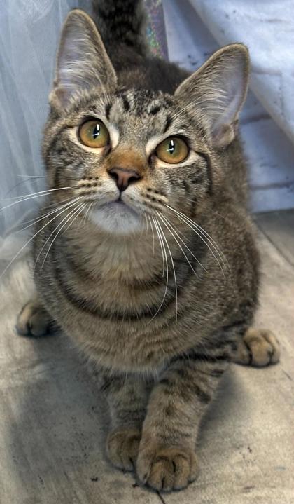 cats | Parish of Caddo