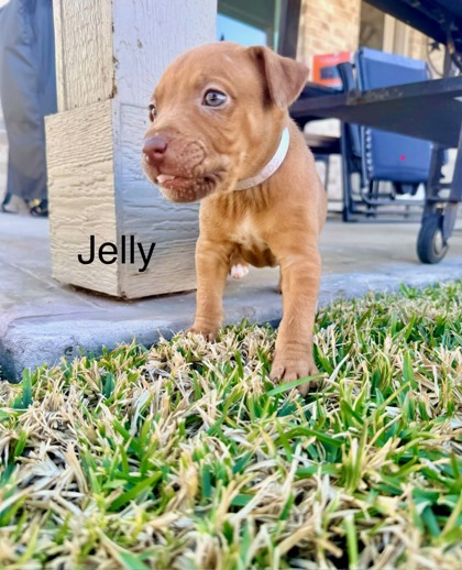 JELLY FOSTER