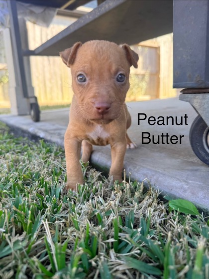 PEANUT BUTTER FOSTER