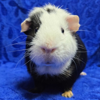 Derrick - Name Your Own Adoption Fee!