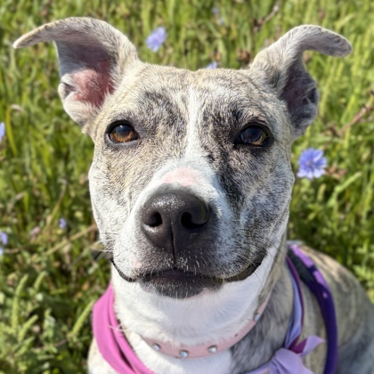 Nova - Name Your Own Adoption Fee!