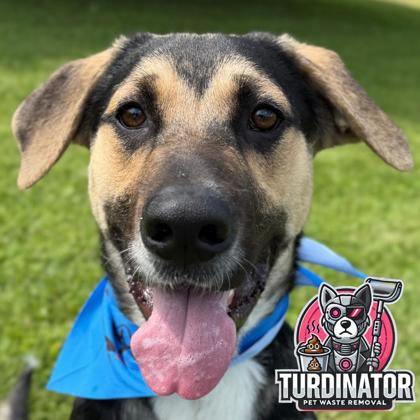 Drake - Adoption Fee Sponsored!