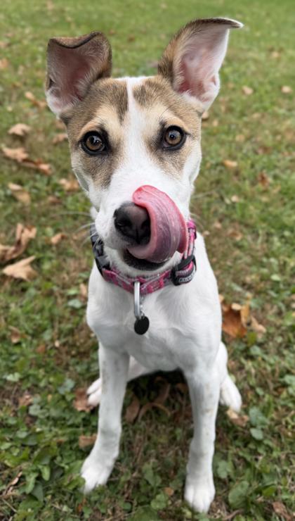 Rosie photo 3