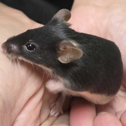 Gertrude - Name Your Own Adoption Fee!