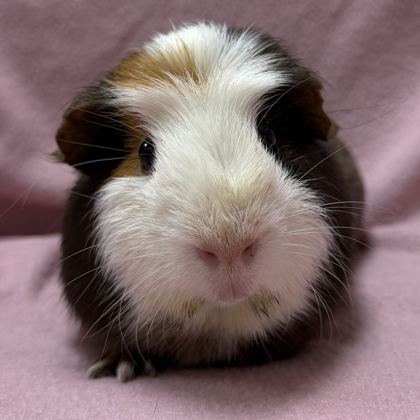 Dilly - Name Your Own Adoption Fee!