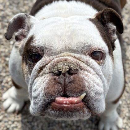 Mildred