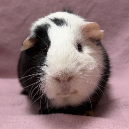 Derrick - Name Your Own Adoption Fee!