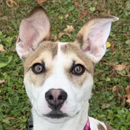 Rosie