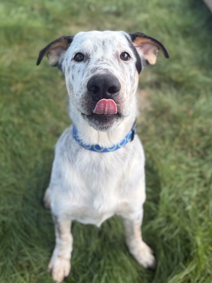 Dodger photo 2