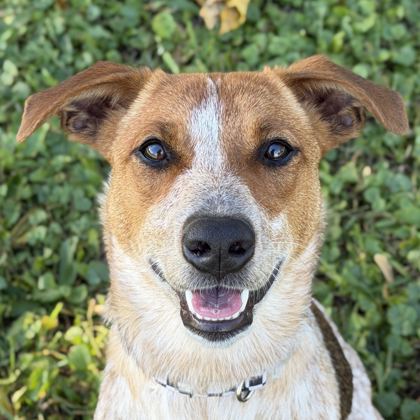 Tulip - Name Your Own Adoption Fee!