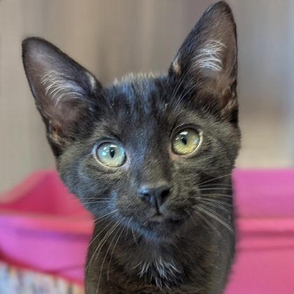 Frida - Name Your Own Adoption Fee!