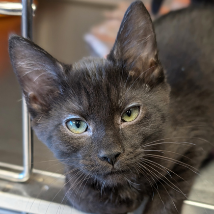 Edvard - Name Your Own Adoption Fee!