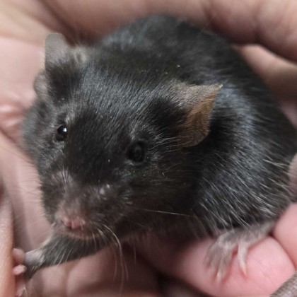 Toto - Name Your Own Adoption Fee!